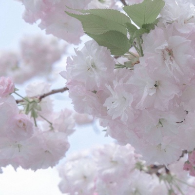 Furry绘画动态灵感FurryQQ群